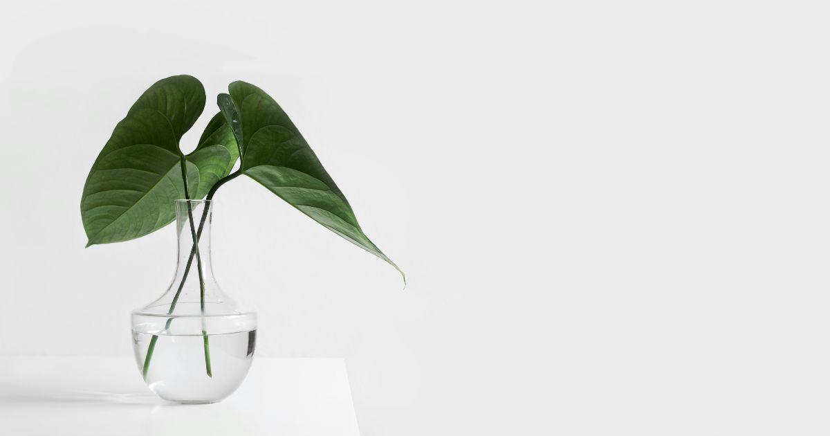 Clear glass vase with three large green leaves on a white surface against a white background.